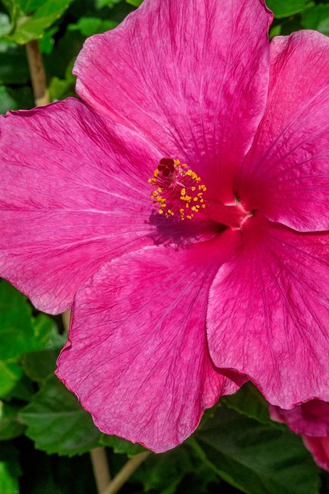 Hibiscus